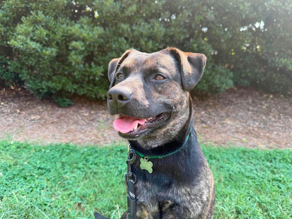 Moose, a Adoptable mixed breed in Raleigh, NC image 6/6