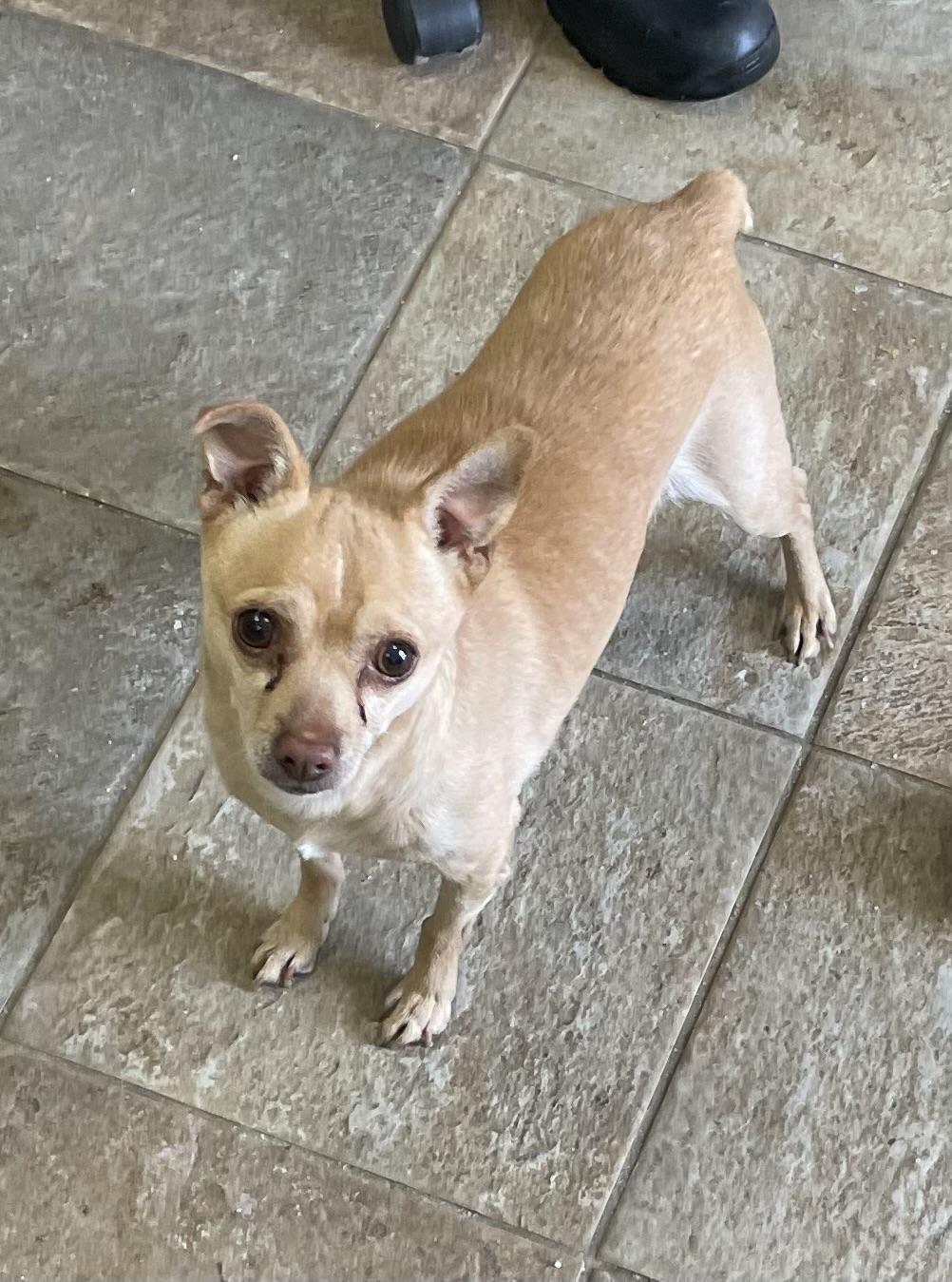 Enlarge Paco, an adopted mixed breed in Bloomfield, CT image 1/1