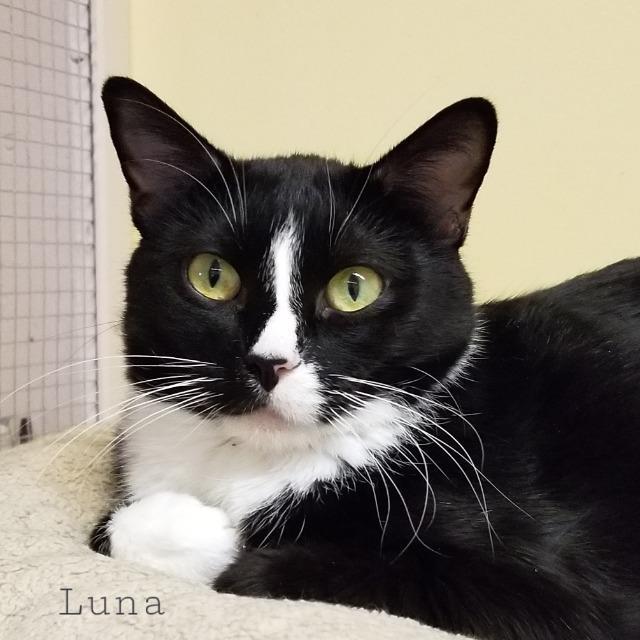 Luna — thumbnail 2