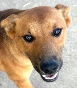 Summer, a Adoptable Australian Cattle Dog / Blue Heeler in Carrollton, GA image 1/3
