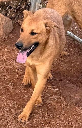 Summer, a Adoptable Australian Cattle Dog / Blue Heeler in Carrollton, GA image 3/3