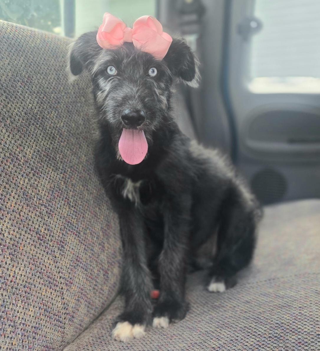 Sienna, a Adoptable mixed breed in Fayetteville , NC image 5/6