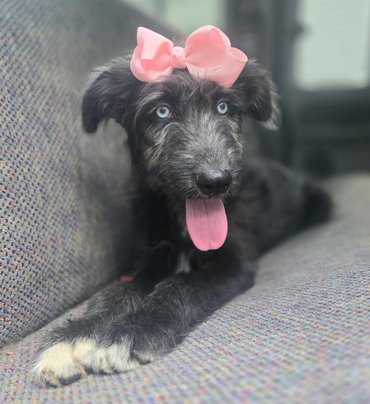 Sienna, a Adoptable mixed breed in Fayetteville , NC image 4/6