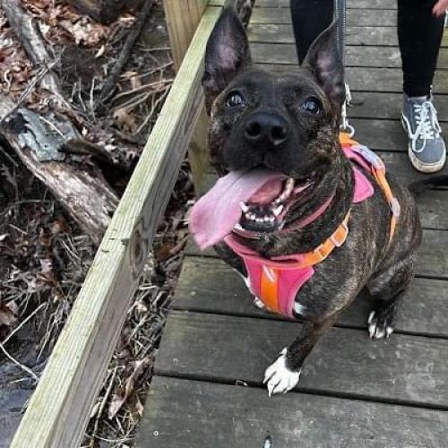 Zena — thumbnail 3