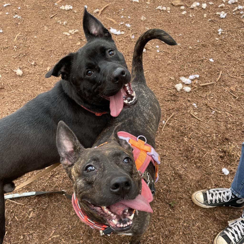 Zena — thumbnail 6