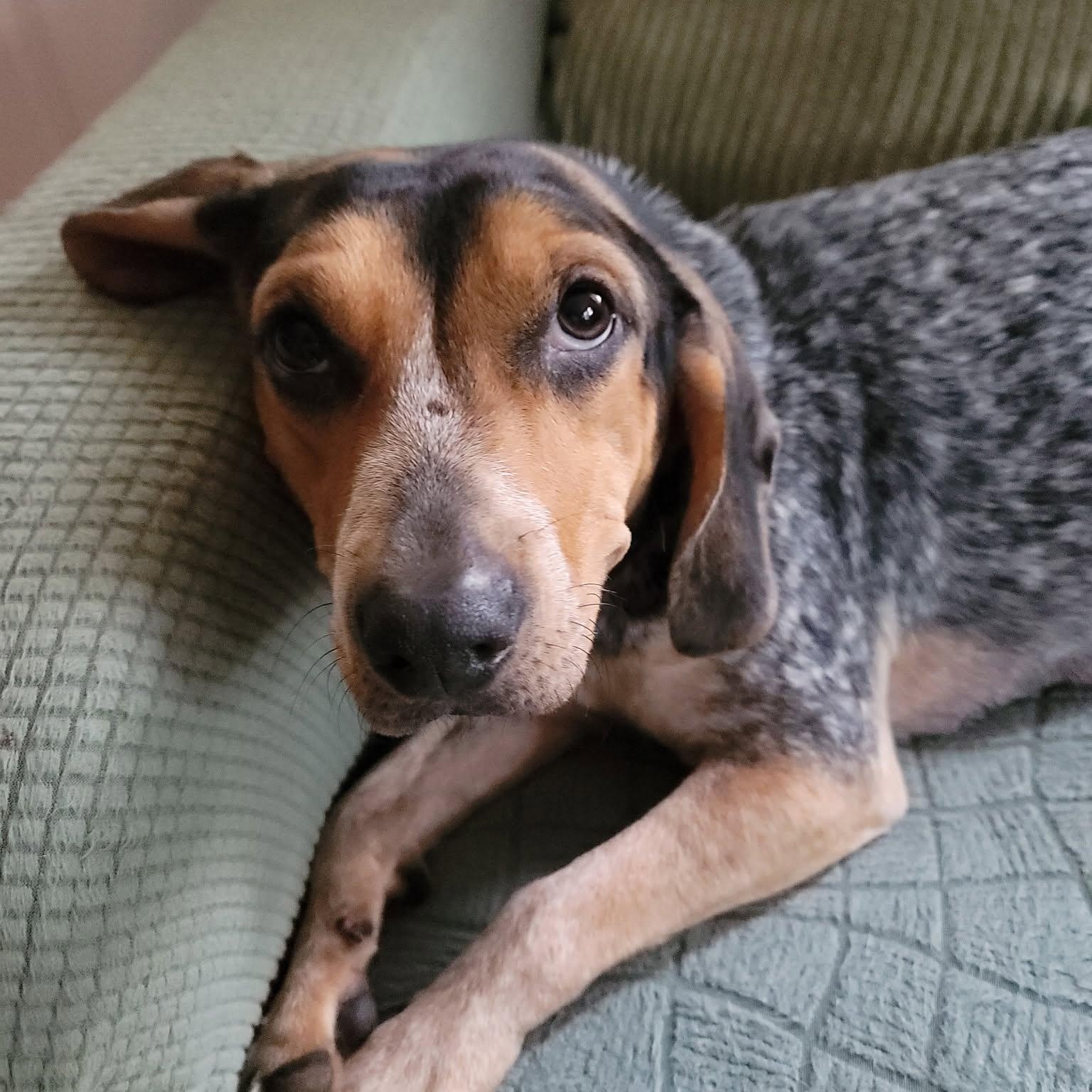 Enlarge Willa, a ADOPTABLE Beagle in Spring Hill, TN image 3/6