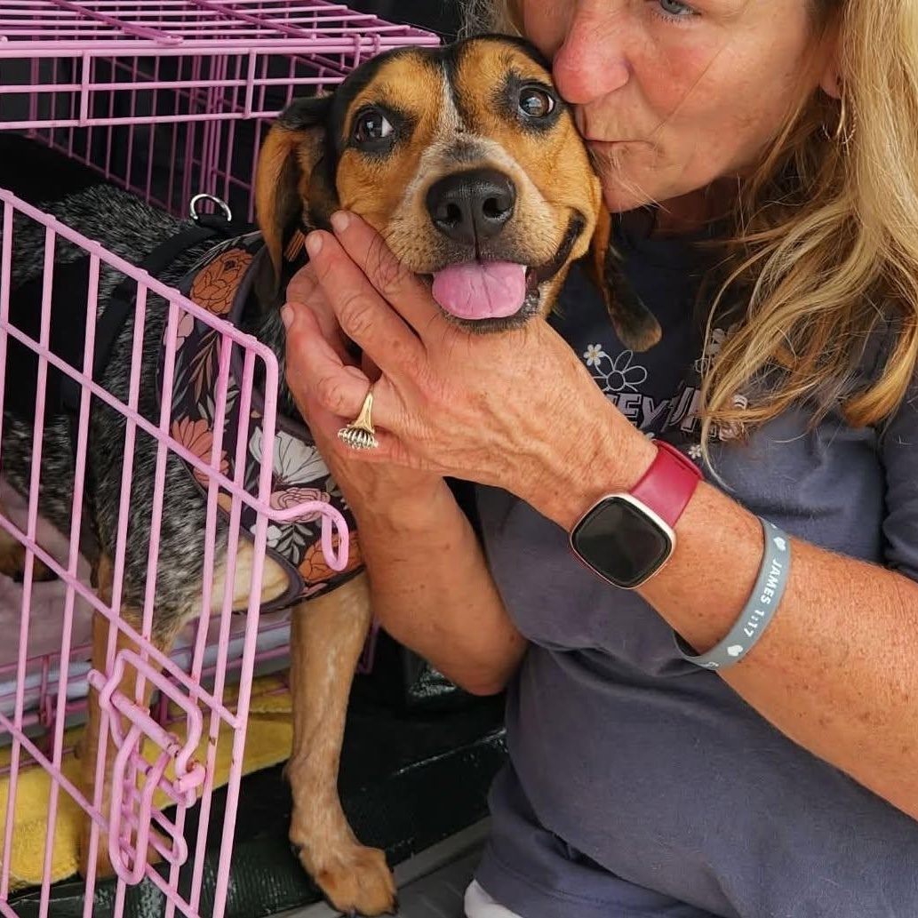 Enlarge Willa, a ADOPTABLE Beagle in Spring Hill, TN image 2/6