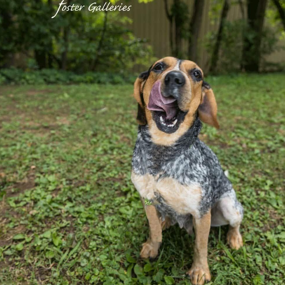 Enlarge Willa, a ADOPTABLE Beagle in Spring Hill, TN image 4/6