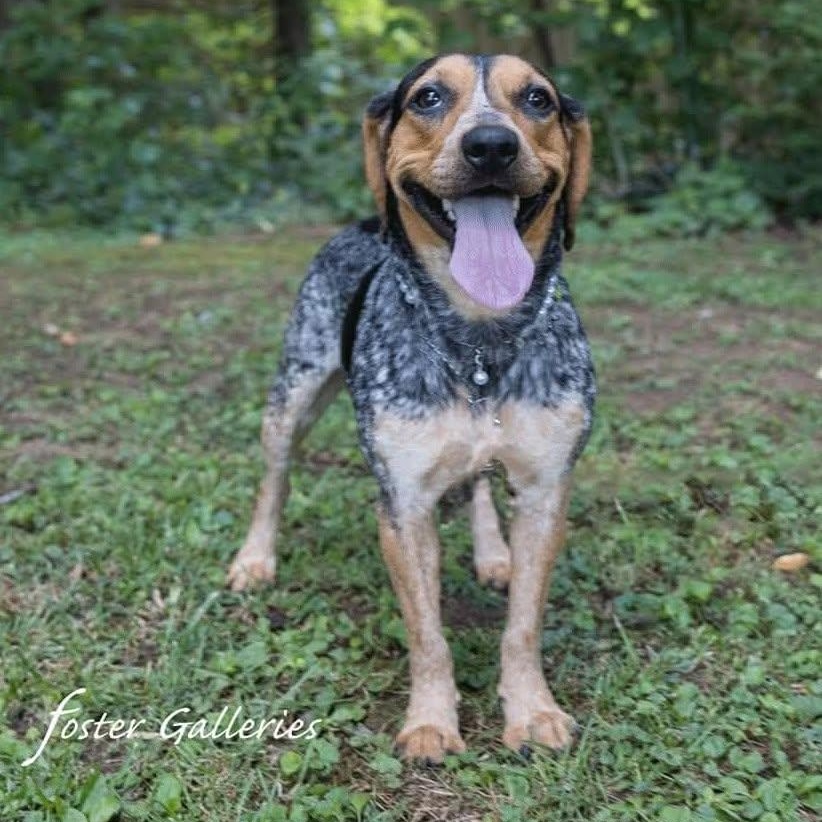 Willa, ADOPTABLE, Young Female Beagle.