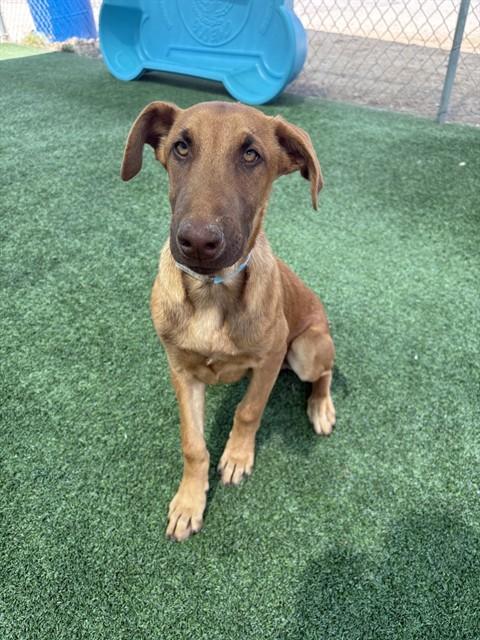 Enlarge SKY, a Adoptable mixed breed in Castaic, CA image 1/1