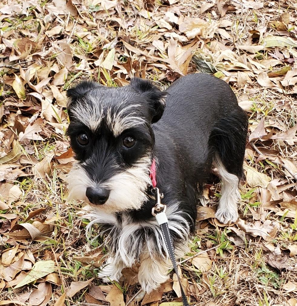 Enlarge Shadow, an adoptable Miniature Schnauzer in Monroe, GA image 1/2