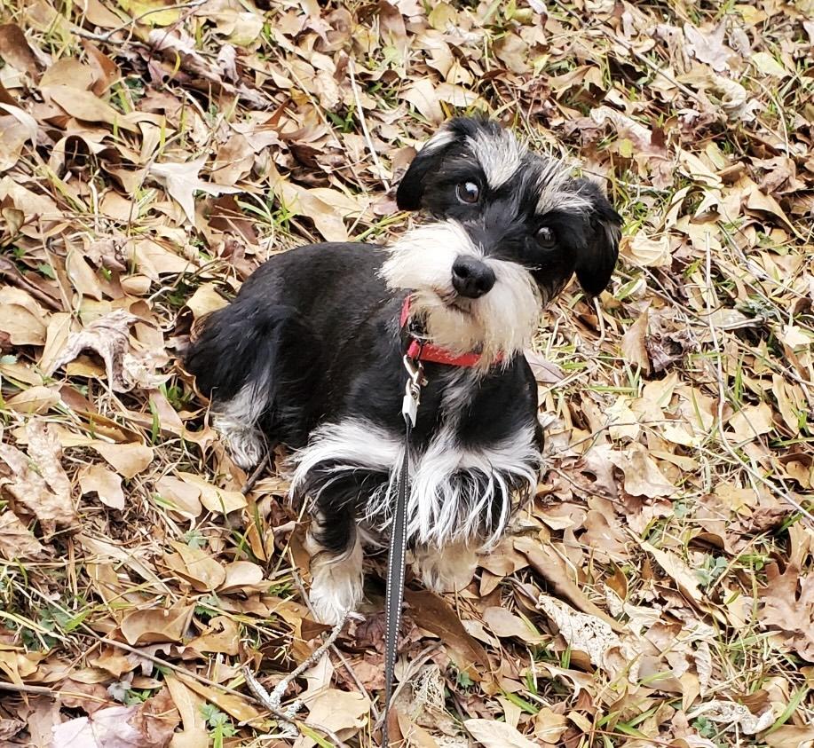 Enlarge Shadow, an adoptable Miniature Schnauzer in Monroe, GA image 2/2