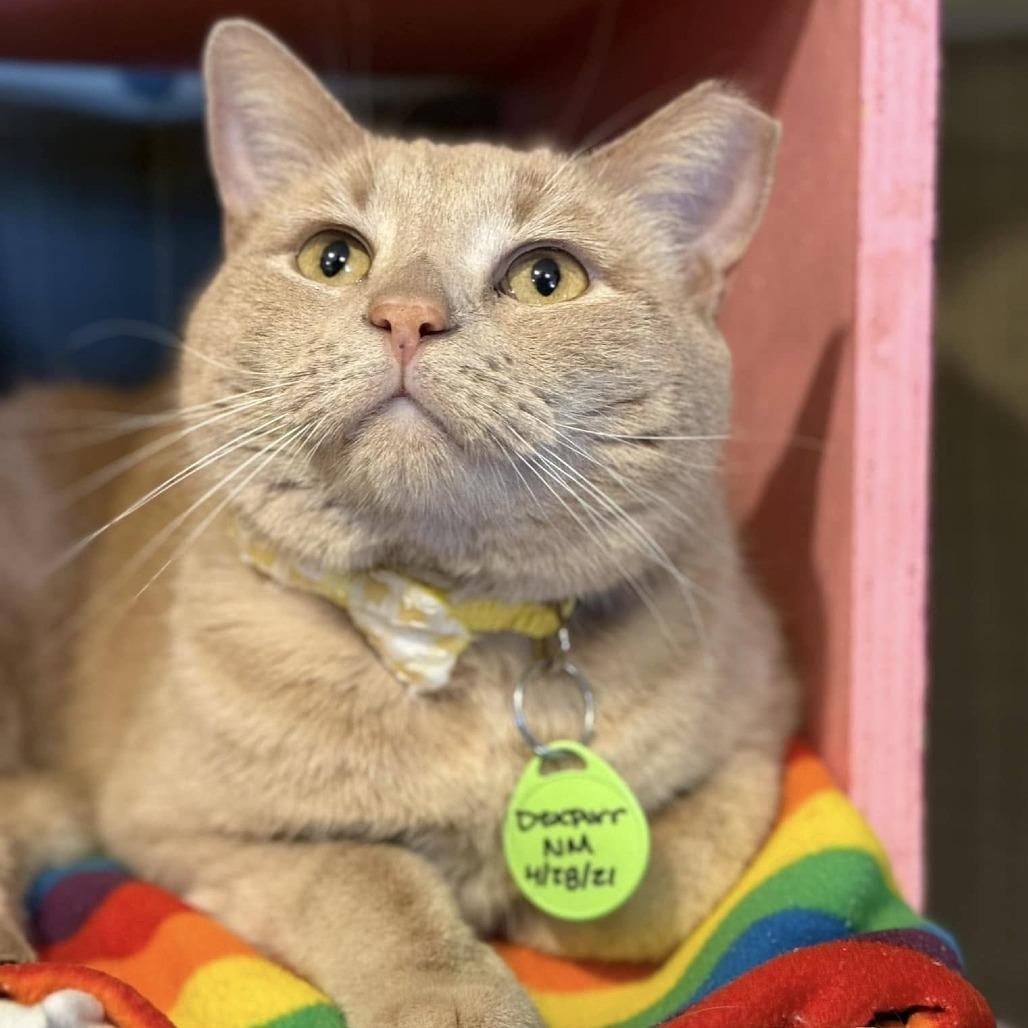 Dexpurr — thumbnail 2