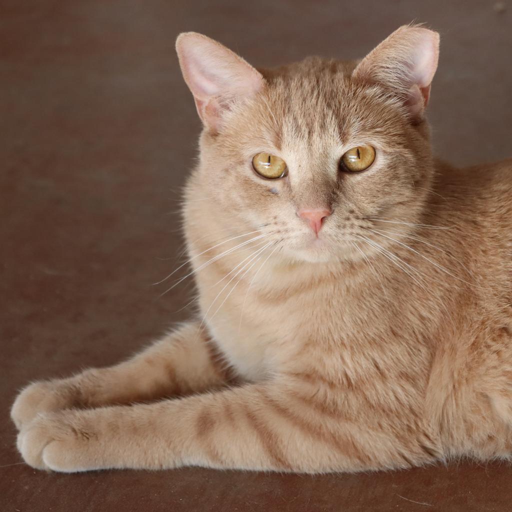 Dexpurr — thumbnail 3