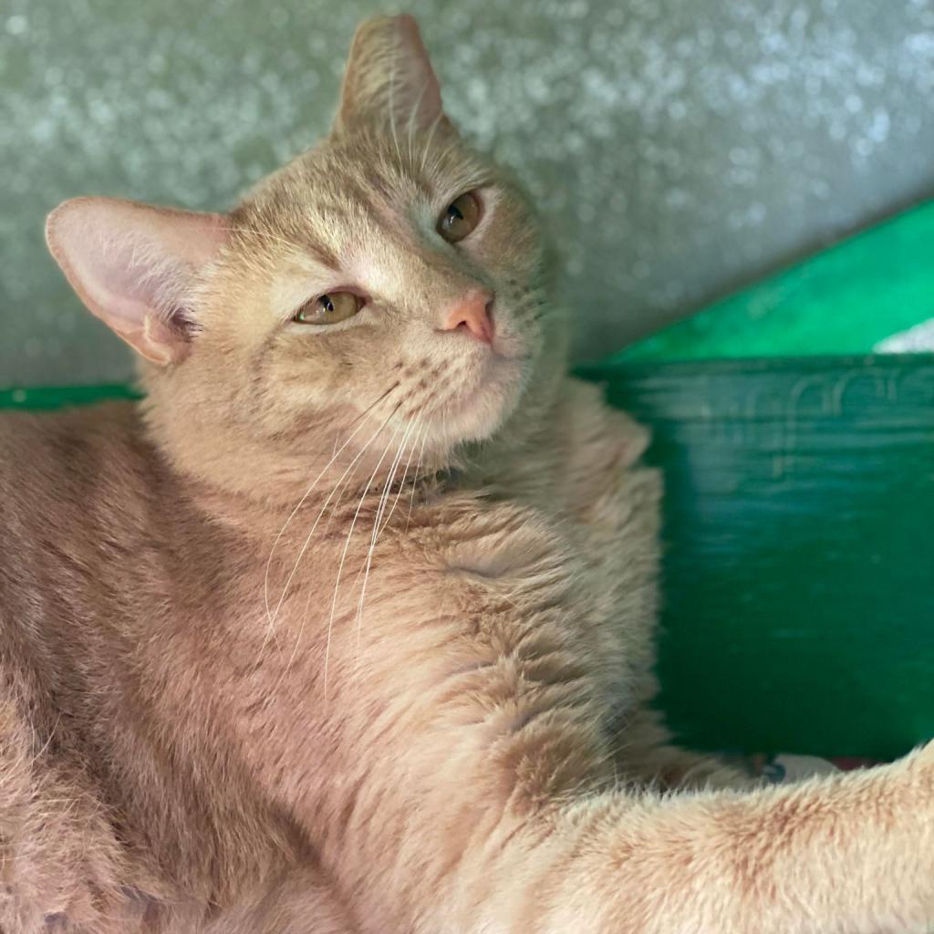 Dexpurr — thumbnail 4