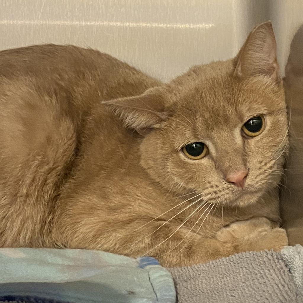 Dexpurr — thumbnail 5