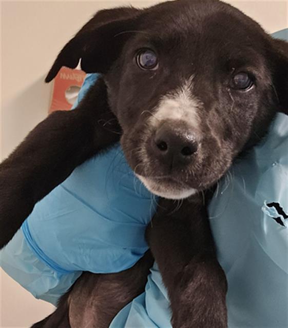 Wanda -- URGENT! LONGTIME RESIDENT!, ADOPTABLE, Puppy Female Labrador Retriever.