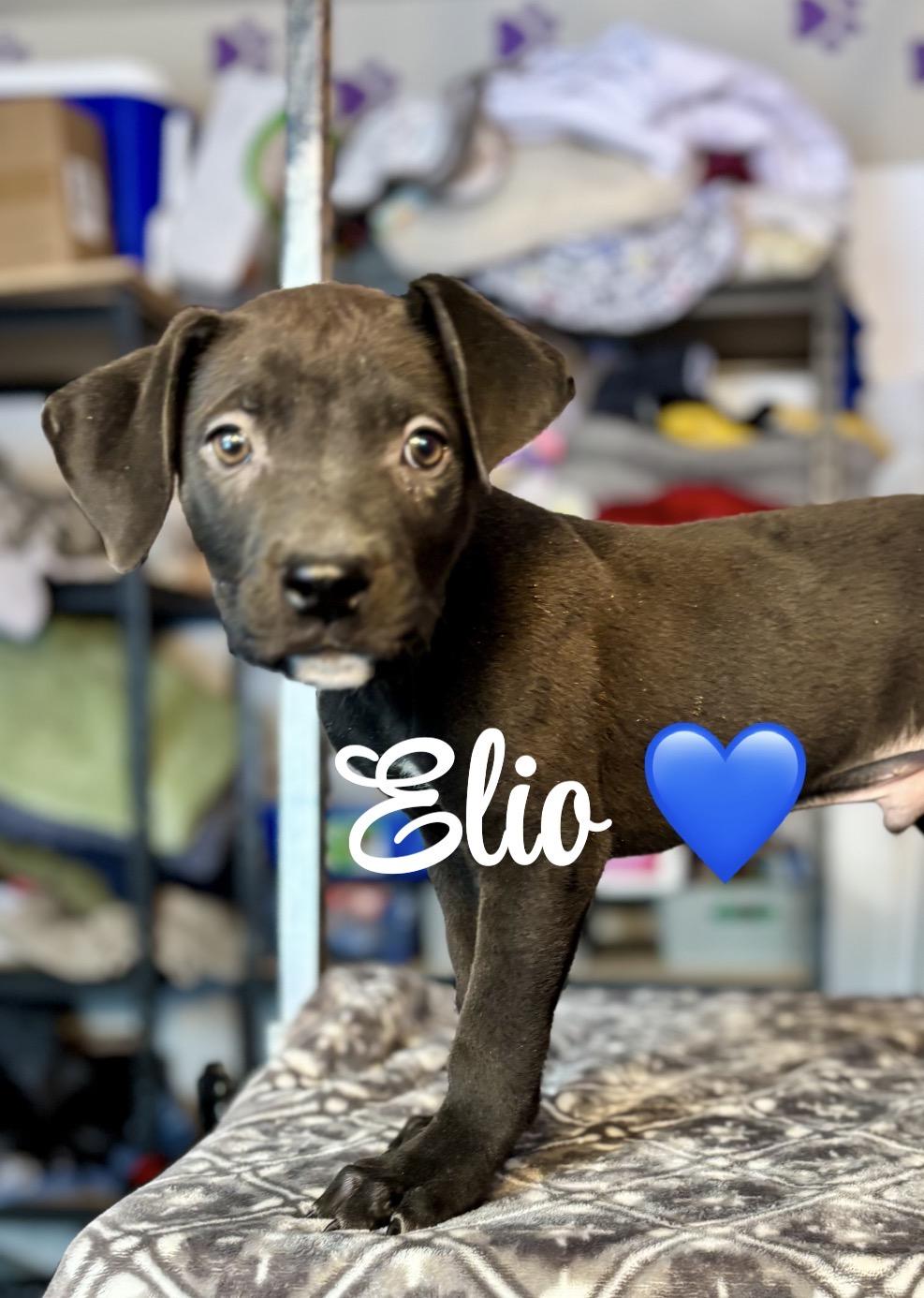 Enlarge Elio, a ADOPTABLE mixed breed in Felton, PA image 1/1