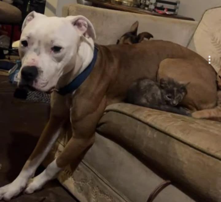 ZEKE, a Adoptable Pit Bull Terrier in Louisville, OH image 2/2