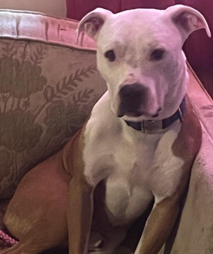 ZEKE, Adoptable, Adult Male Pit Bull Terrier.