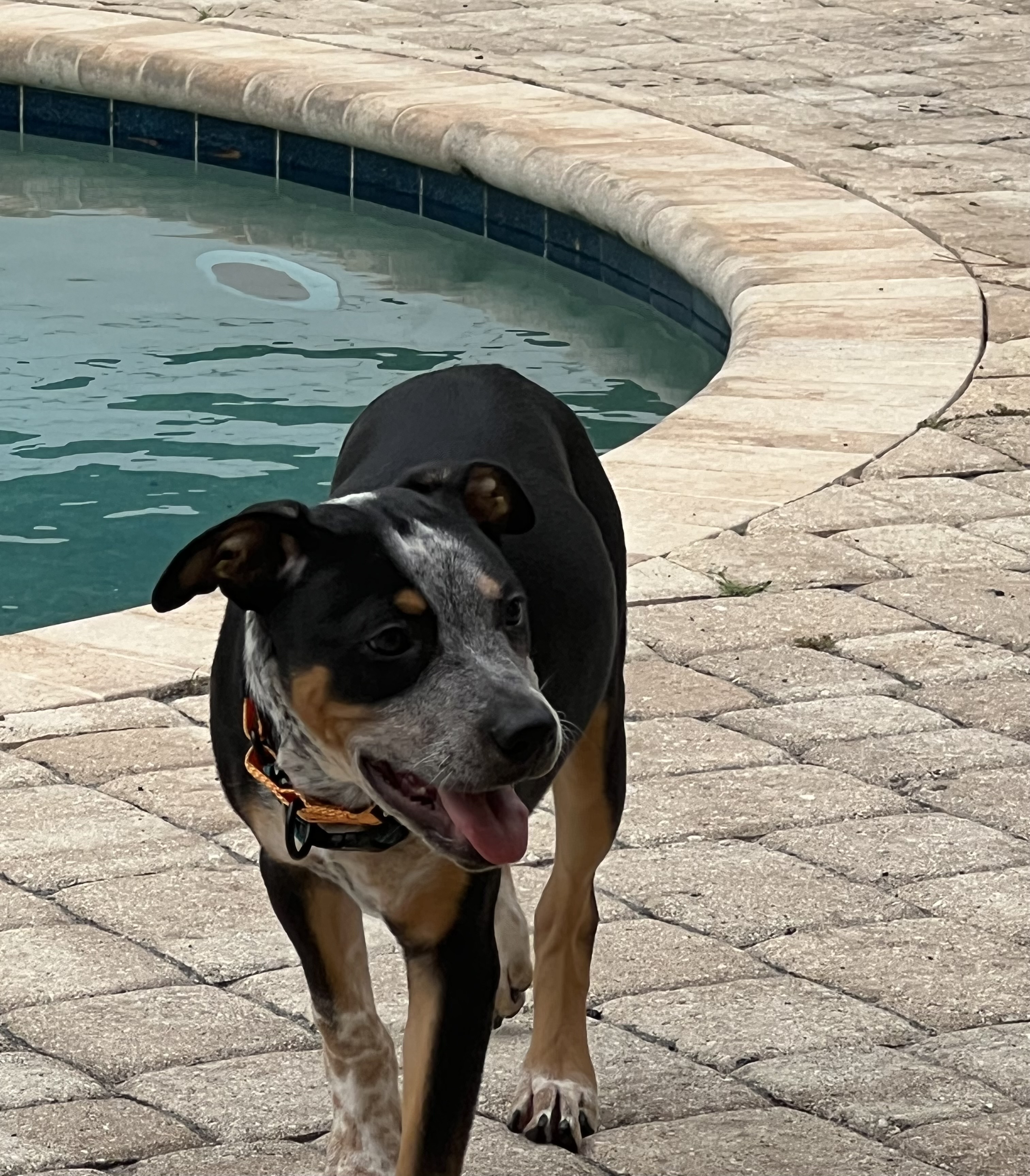 Enlarge Buckley, a Adoptable Australian Cattle Dog / Blue Heeler in Palm springs, FL image 3/6