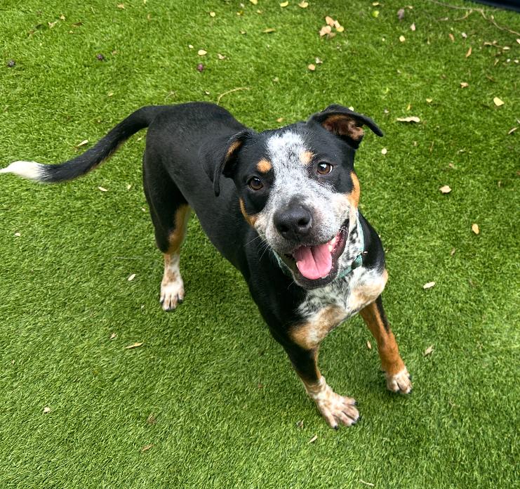 Buckley, Baby Male Australian Cattle Dog / Blue Heeler