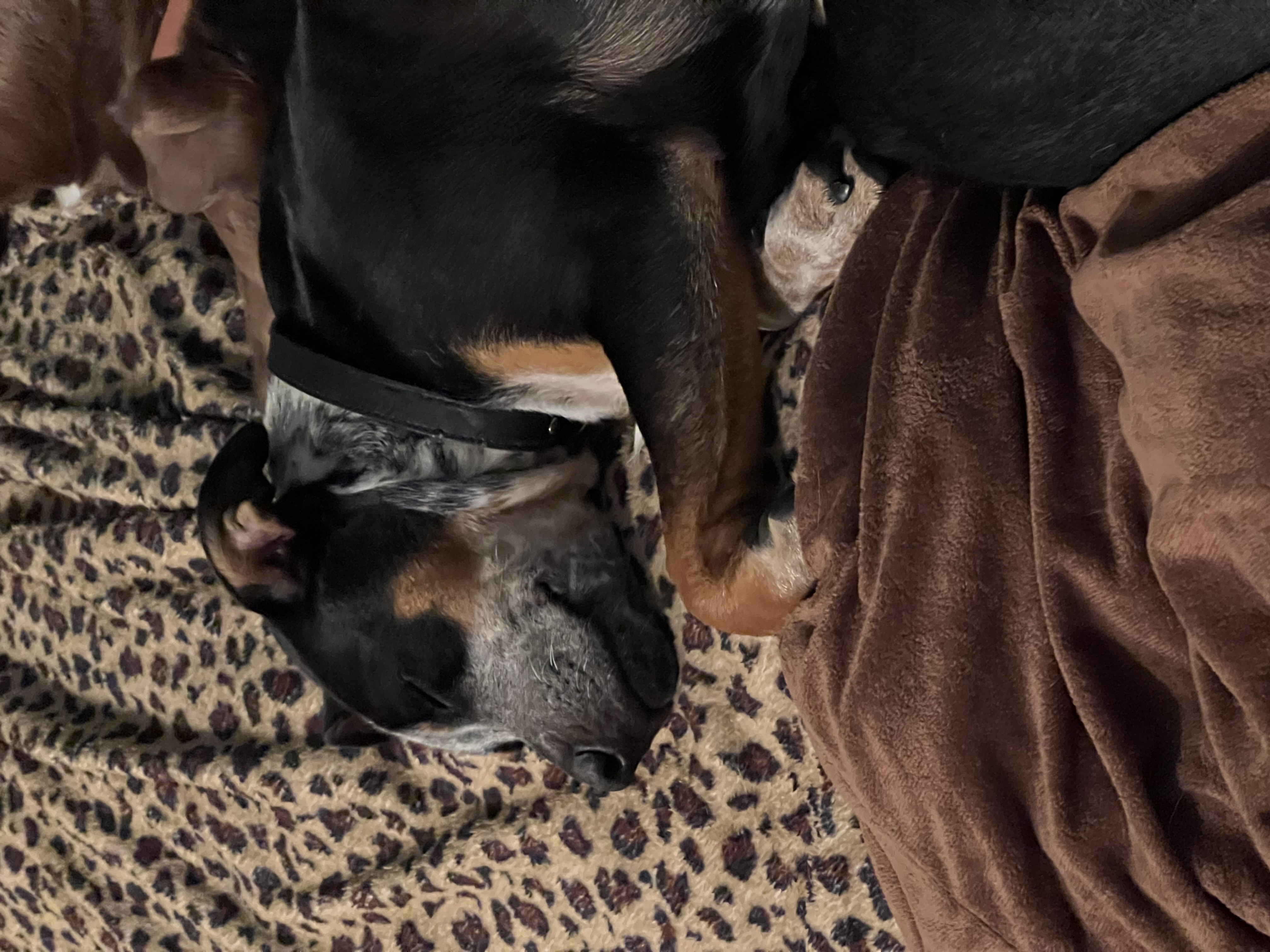 Enlarge Buckley, a Adoptable Australian Cattle Dog / Blue Heeler in Palm springs, FL image 4/6