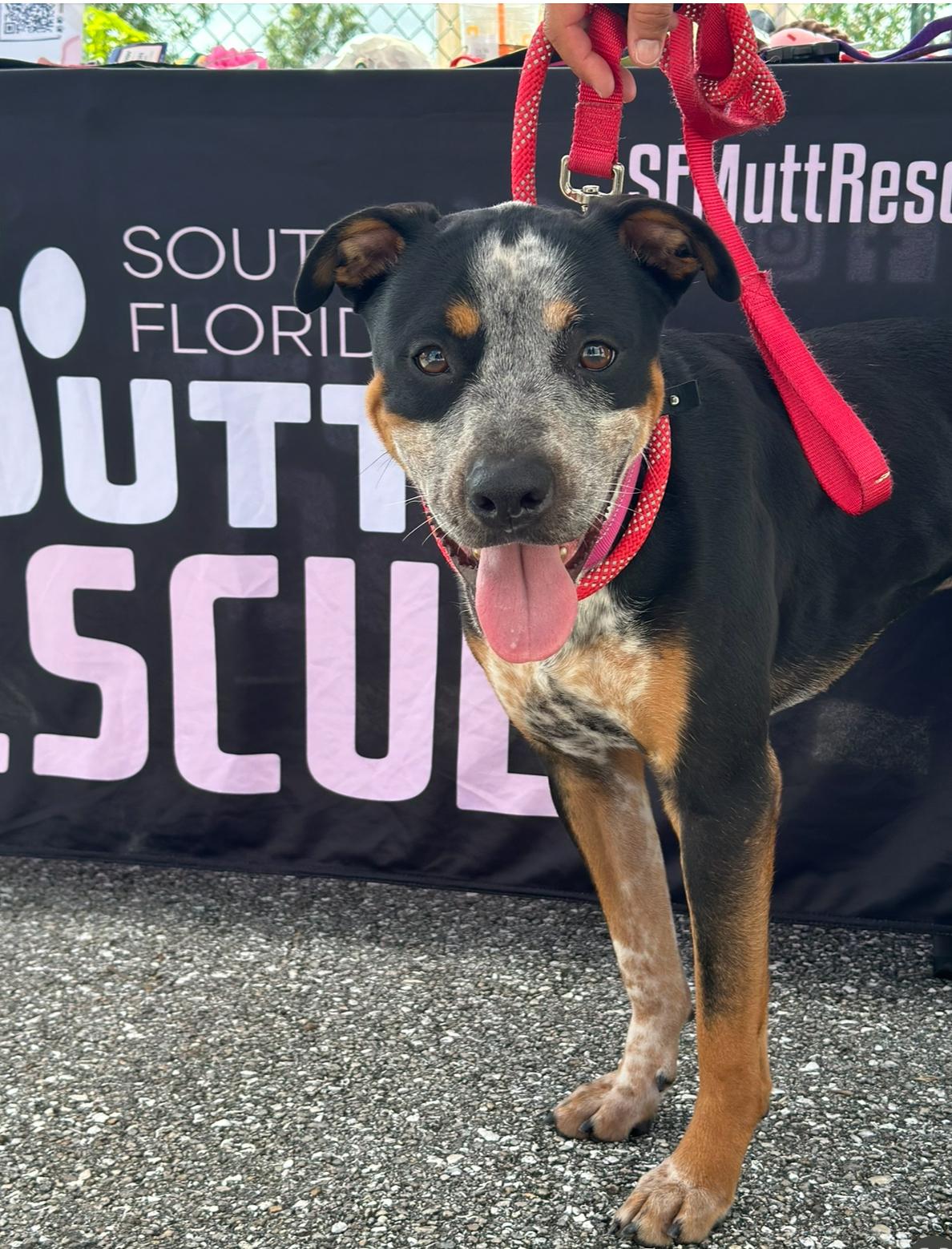 Buckley, Adoptable, Young Male Australian Cattle Dog / Blue Heeler.