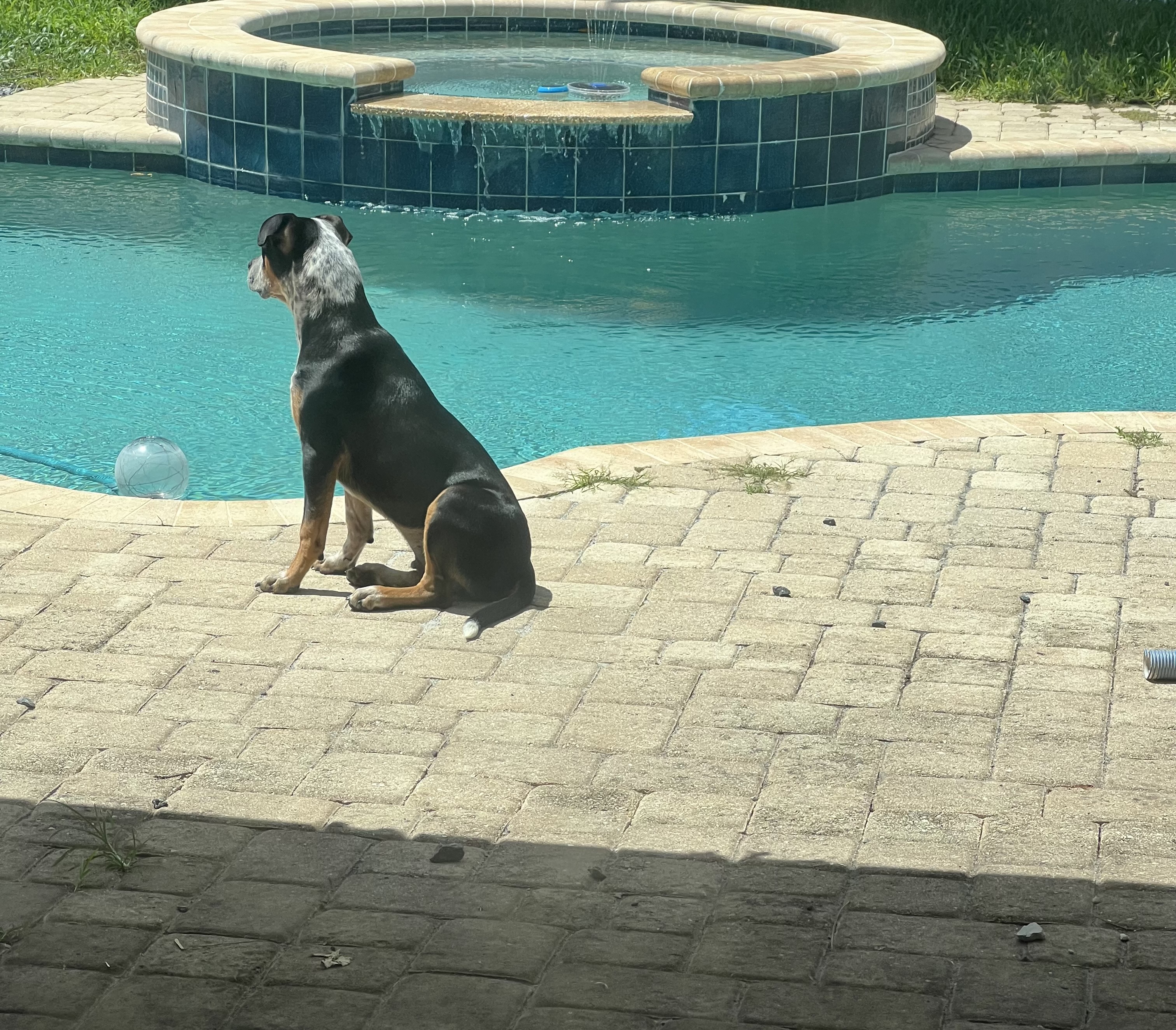 Enlarge Buckley, a Adoptable Australian Cattle Dog / Blue Heeler in Palm springs, FL image 5/6