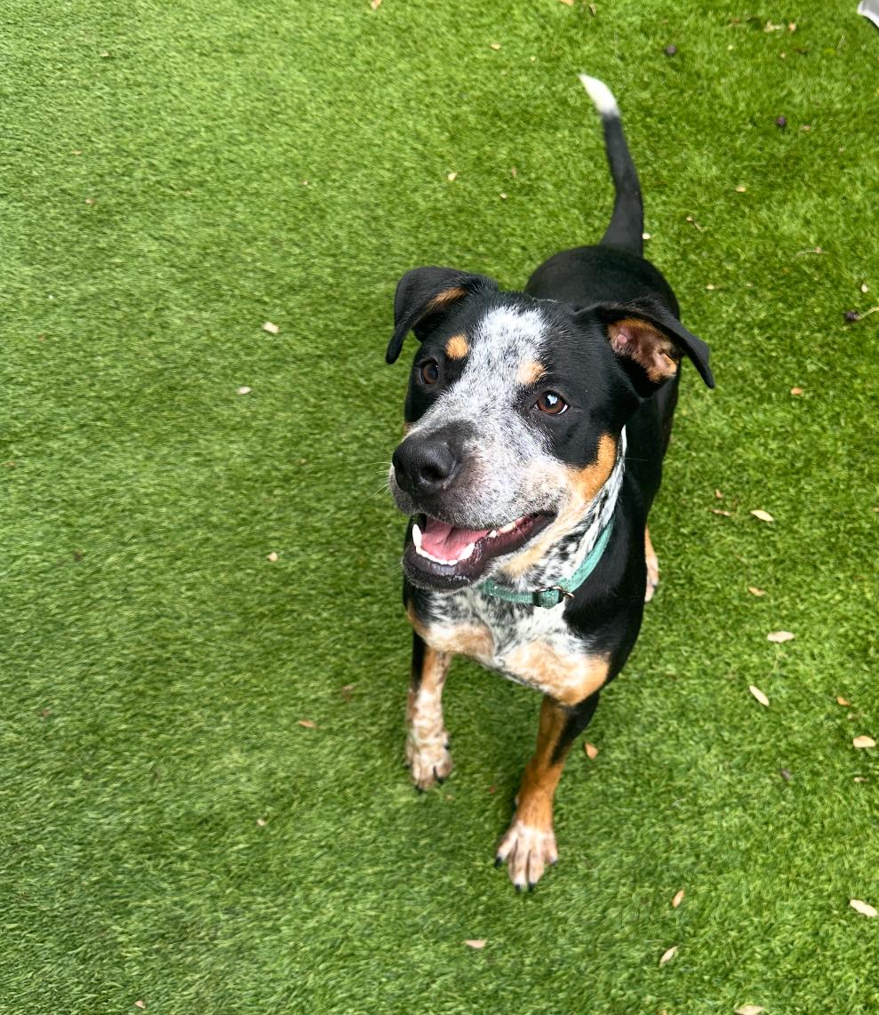 Enlarge Buckley, a Adoptable Australian Cattle Dog / Blue Heeler in Palm springs, FL image 6/6