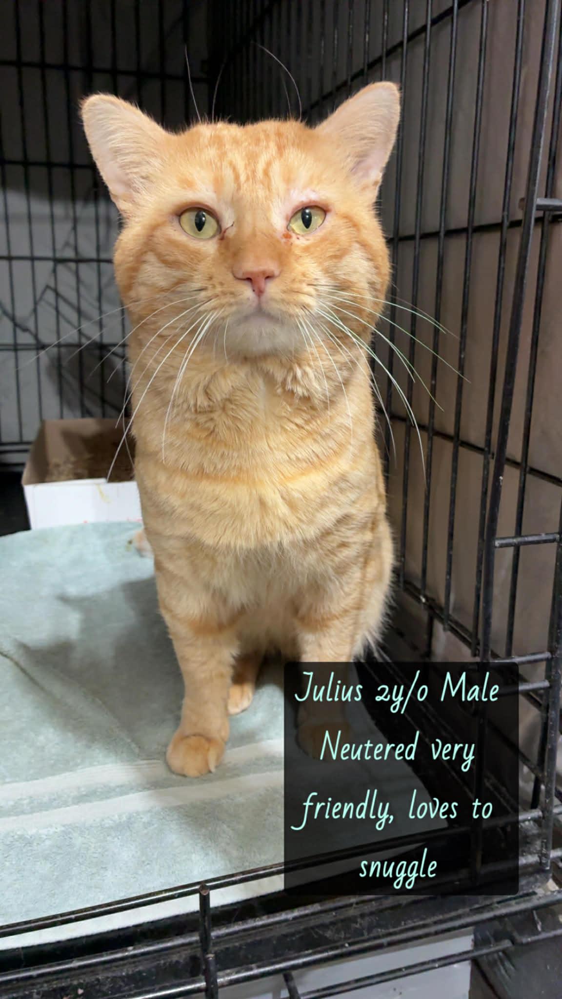 Enlarge Julius , a ADOPTABLE Domestic Short Hair in Westfield, MA image 1/1