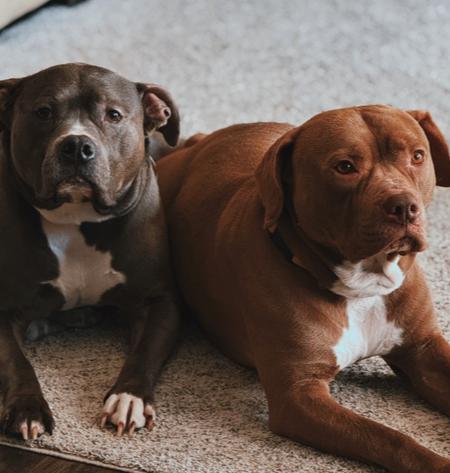 Congo, Adoptable, Adult Male Pit Bull Terrier.