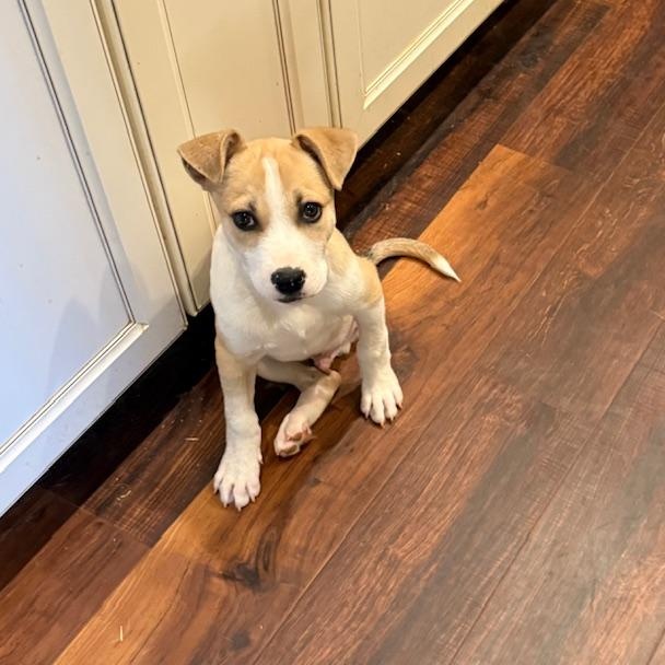 Oscar, adopted, Puppy Male Pit Bull Terrier.