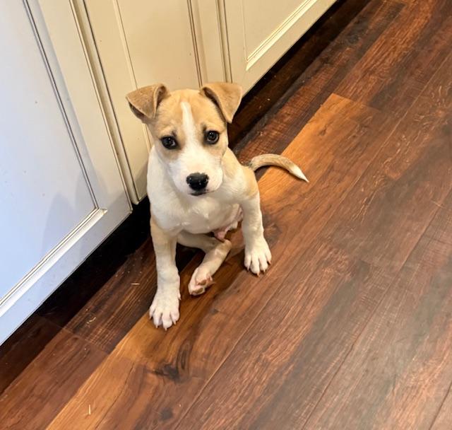 Oscar, an adopted mixed breed in Cumby, TX image 2/6