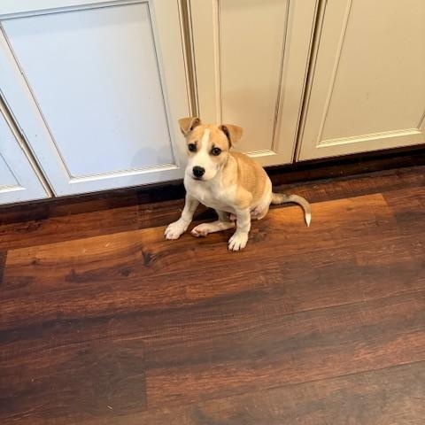 Oscar, an adopted mixed breed in Cumby, TX image 4/6