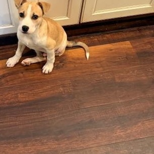 Oscar, an adopted mixed breed in Cumby, TX image 5/6