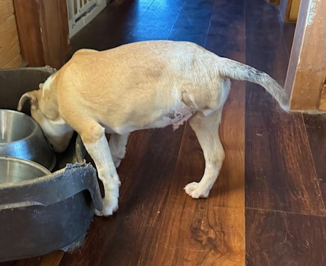 Oscar, an adopted mixed breed in Cumby, TX image 6/6