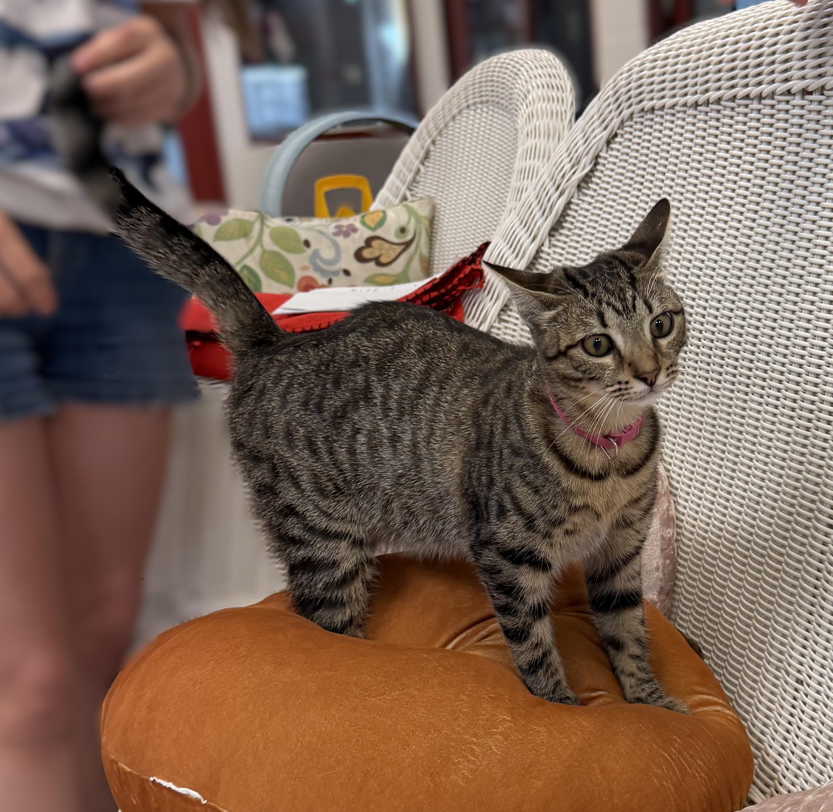 Princess Peach, Adopted, Young Female Domestic Short Hair.