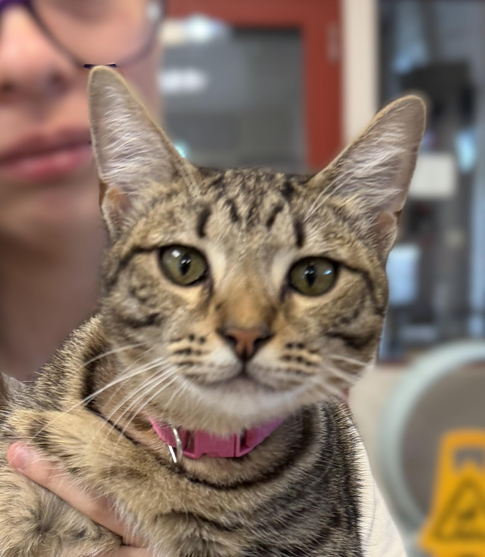 Enlarge Princess Peach, a Adopted mixed breed in Slidell, LA image 2/2
