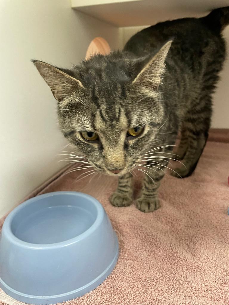 Percy, Adoptable, Senior Male Domestic Short Hair.