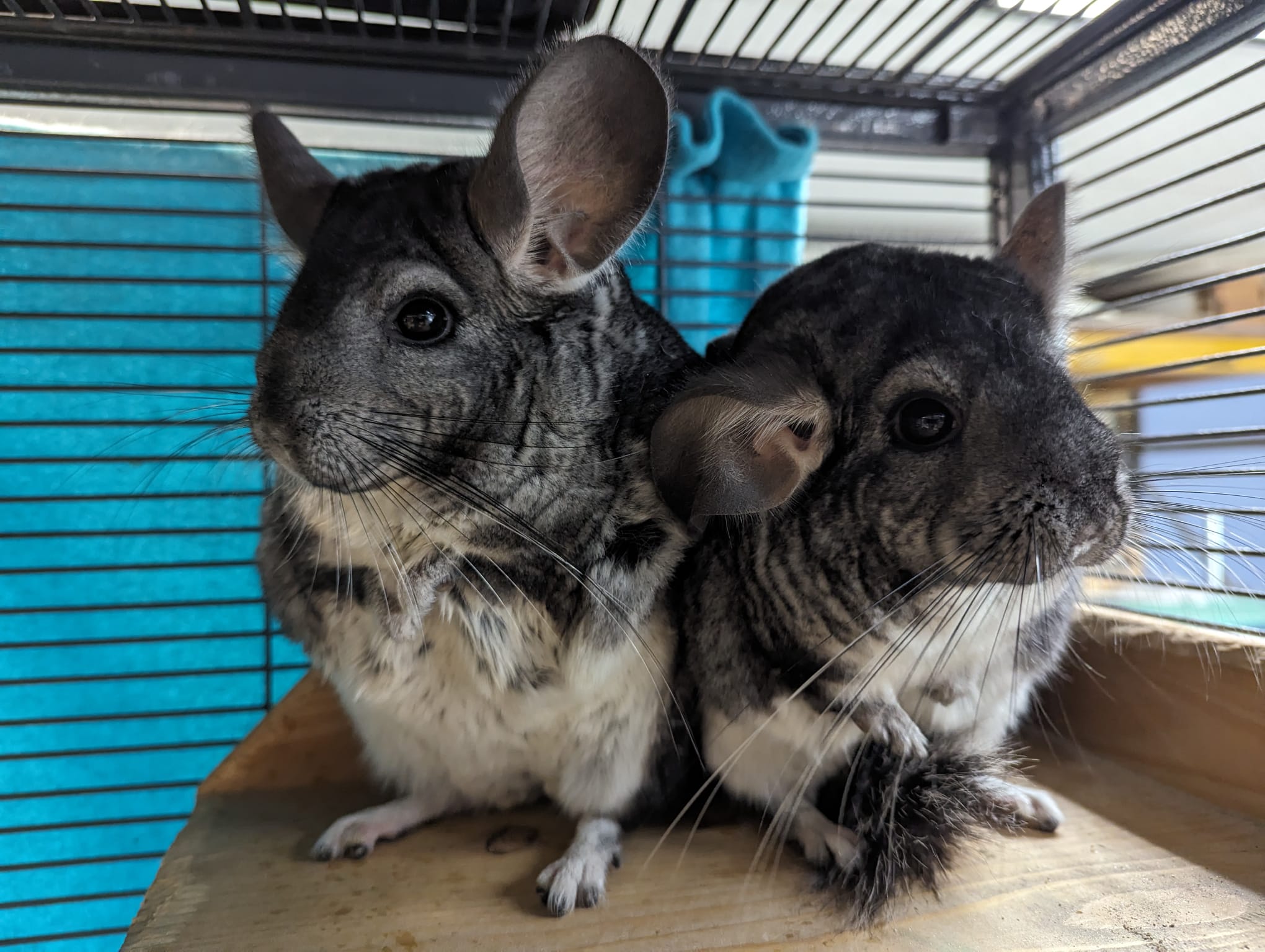 Etrellita & Twinkle, Adult Female unknown