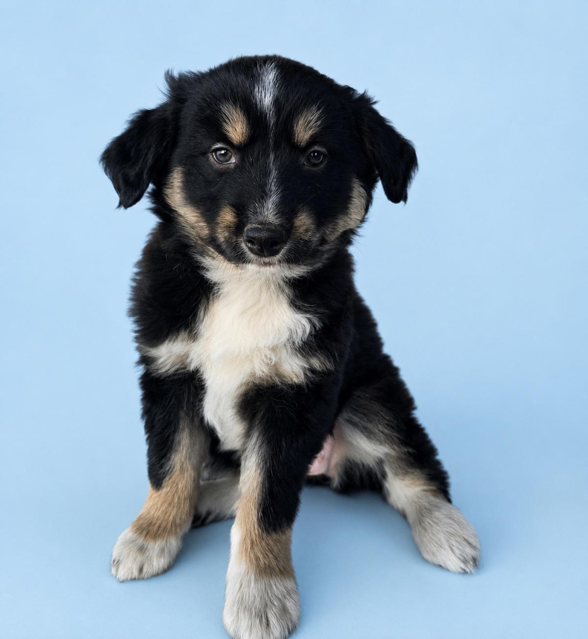Katie, ADOPTABLE, Puppy Female German Shepherd Dog.