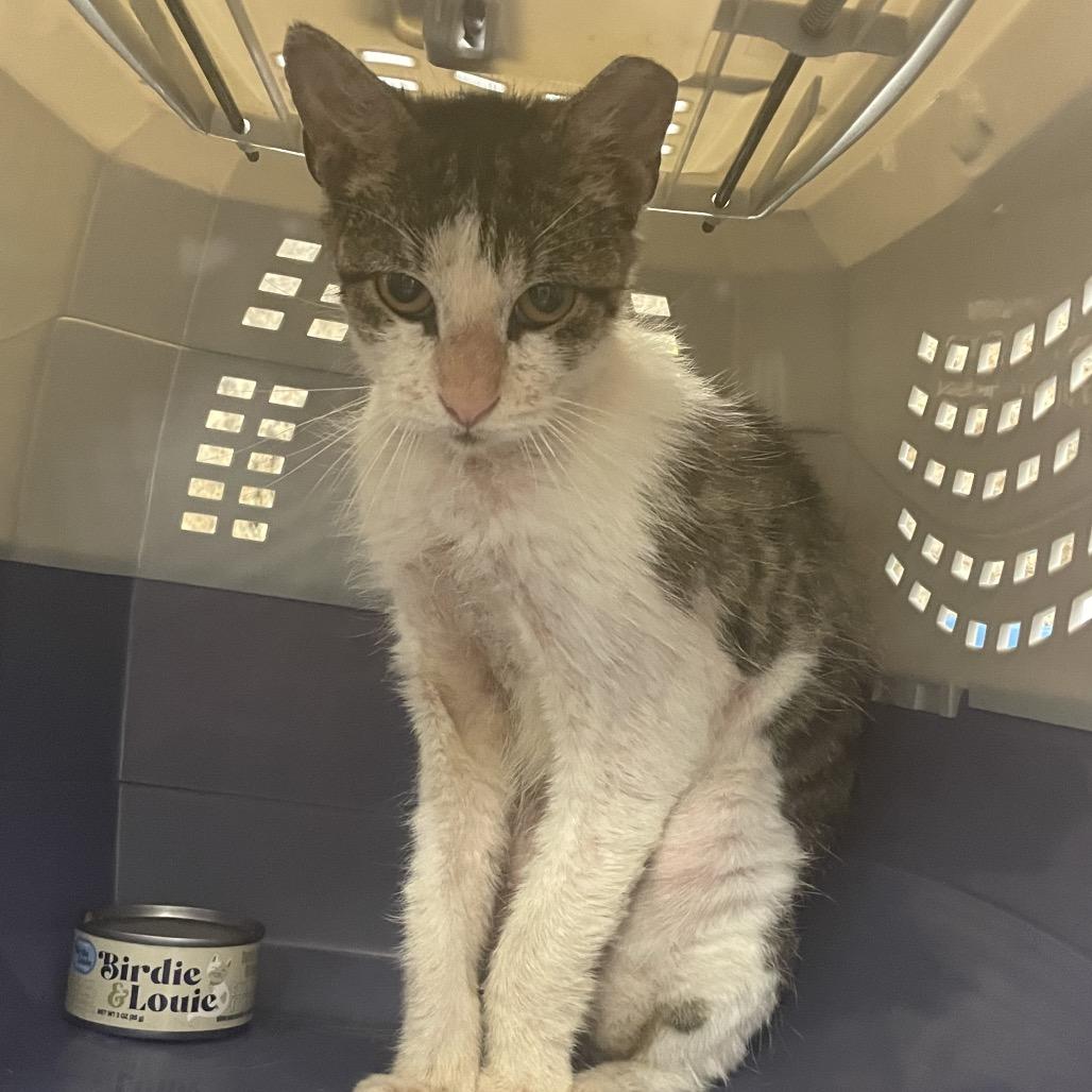 Benito, Adoptable, Young Male Domestic Medium Hair.