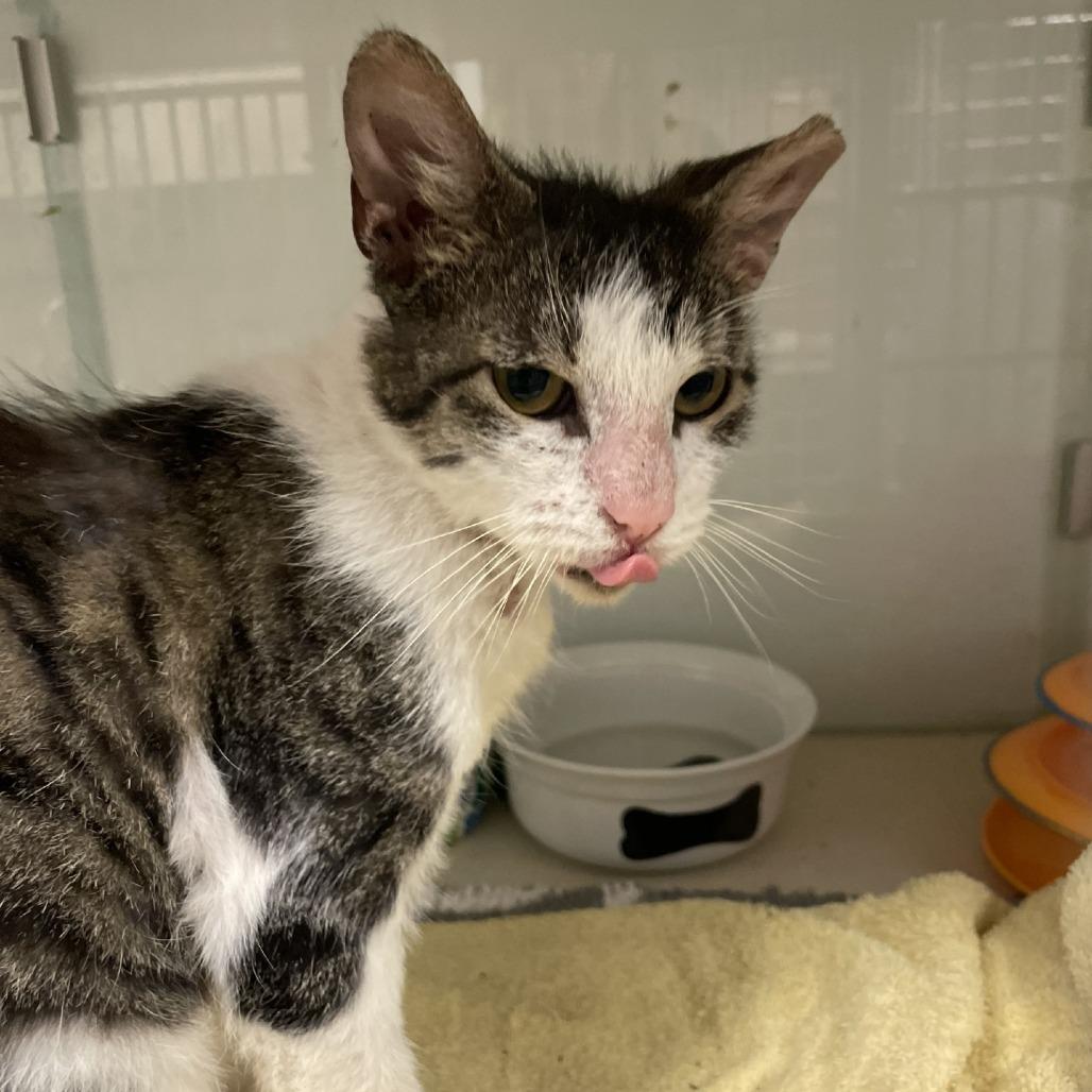 Enlarge Benito, a Adoptable Domestic Medium Hair in Dickinson, TX image 2/4