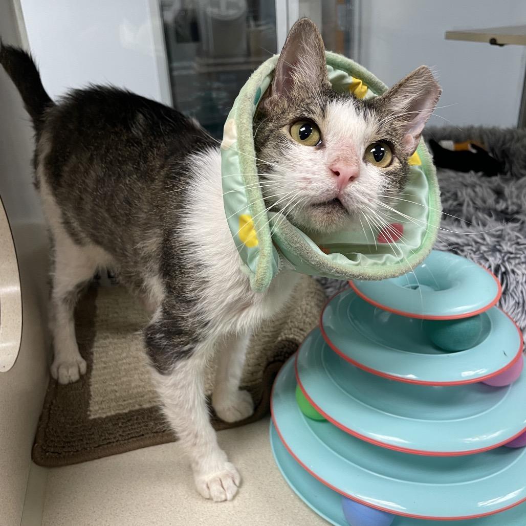 Enlarge Benito, a Adoptable Domestic Medium Hair in Dickinson, TX image 3/4