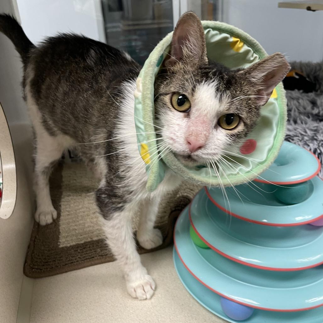 Enlarge Benito, a Adoptable Domestic Medium Hair in Dickinson, TX image 4/4