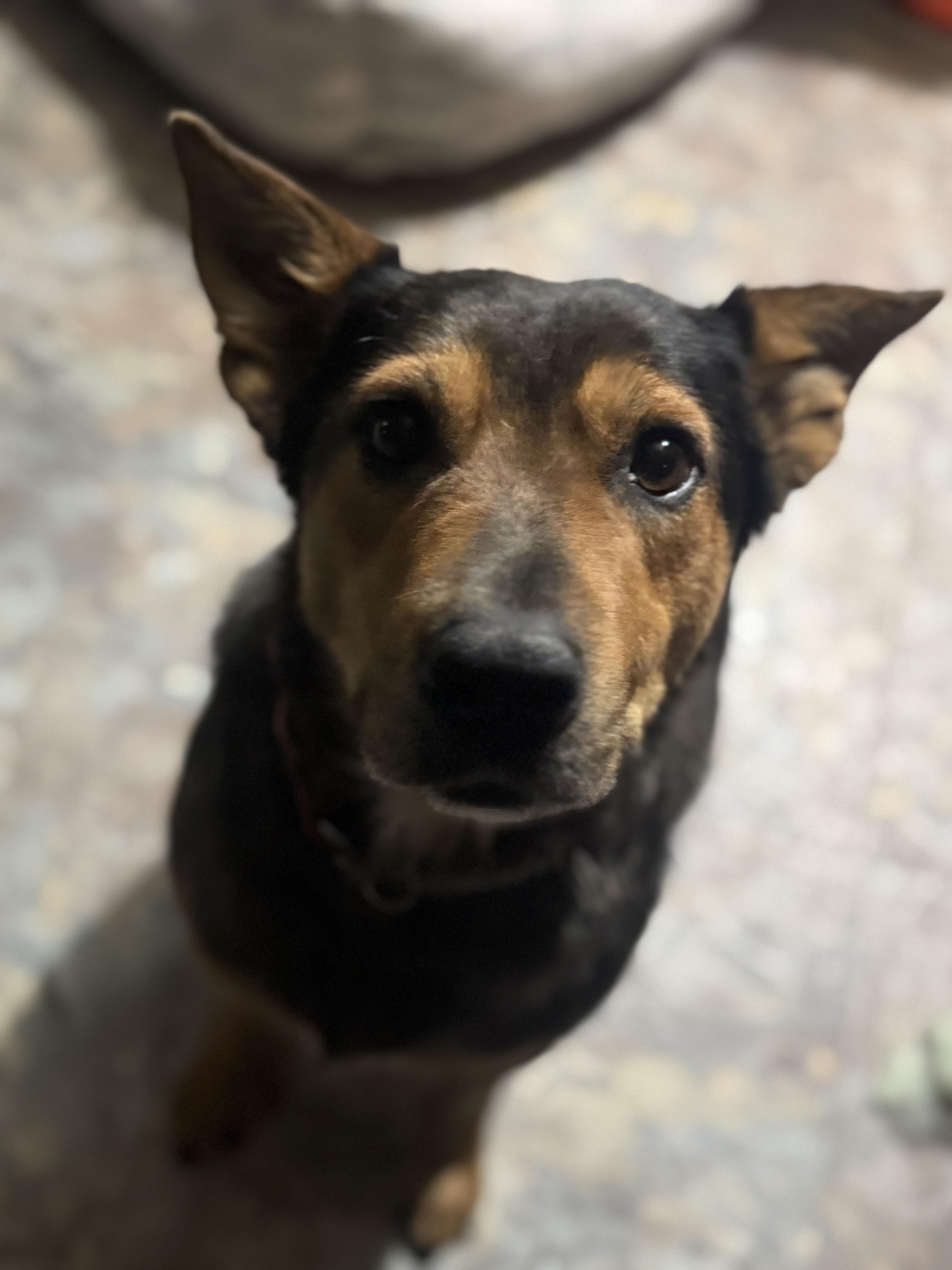 Enlarge Betty , a ADOPTABLE mixed breed in Denver, CO image 1/6