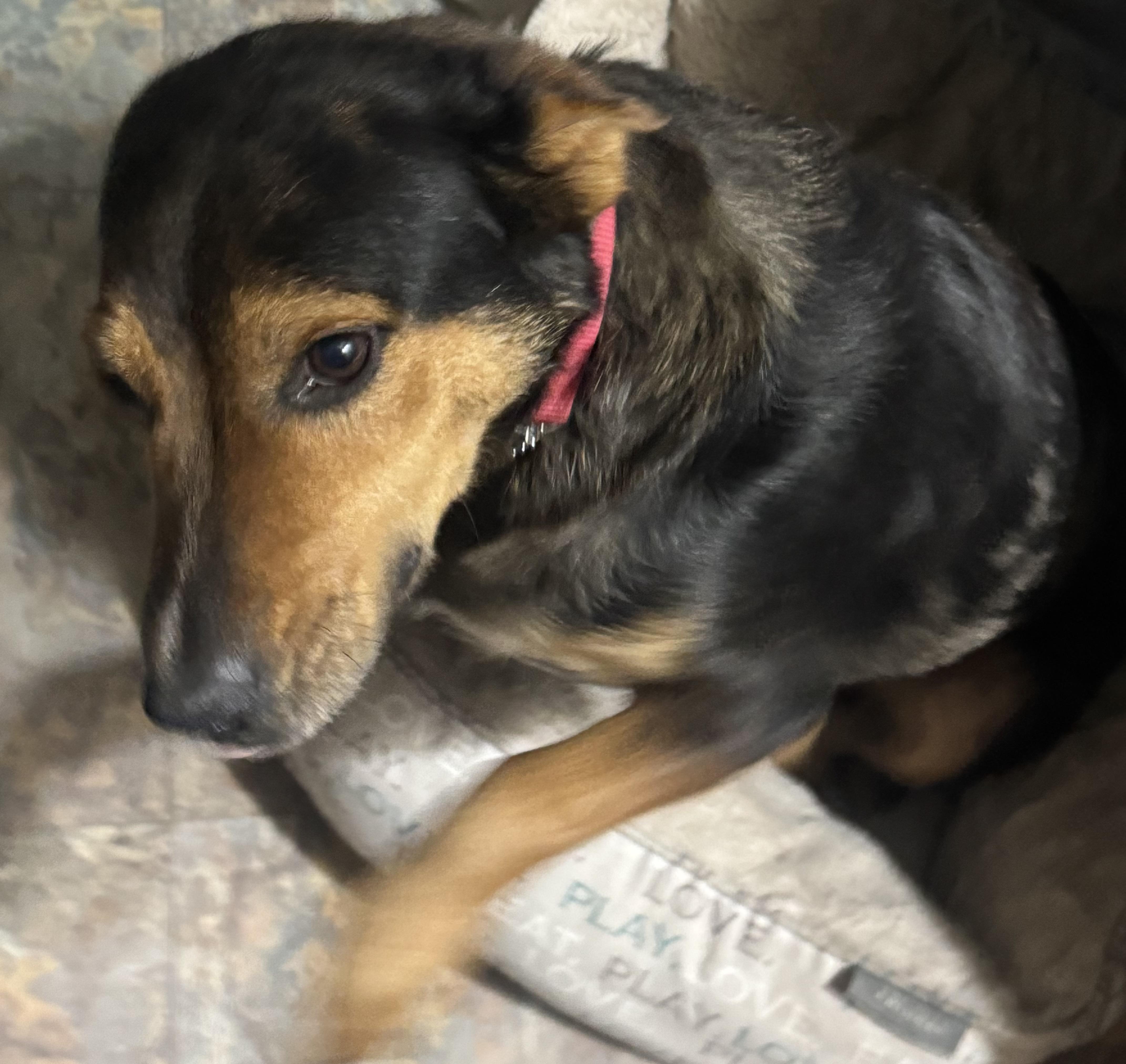 Enlarge Betty , a ADOPTABLE mixed breed in Denver, CO image 2/6