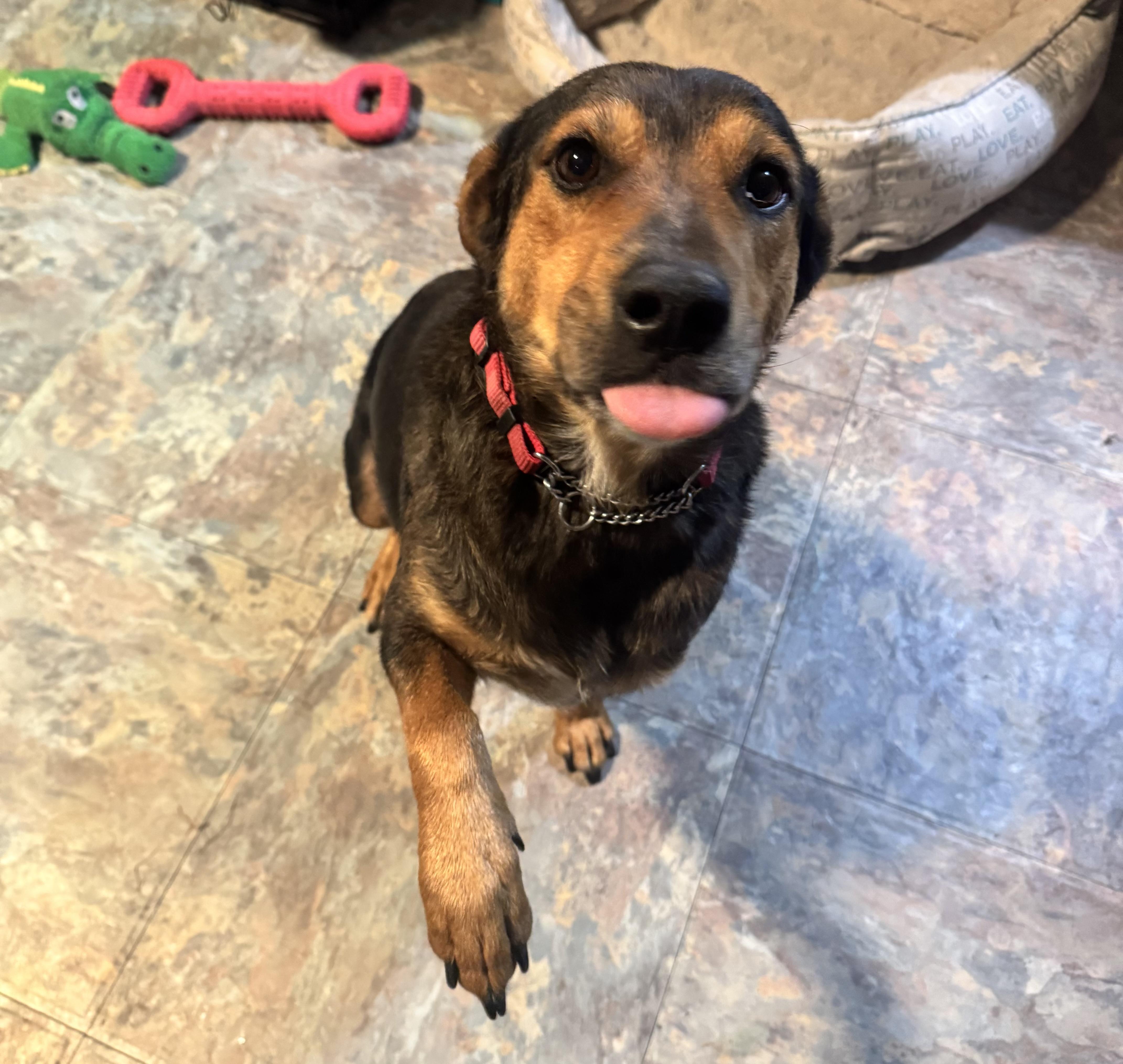 Enlarge Betty , a ADOPTABLE mixed breed in Denver, CO image 3/6