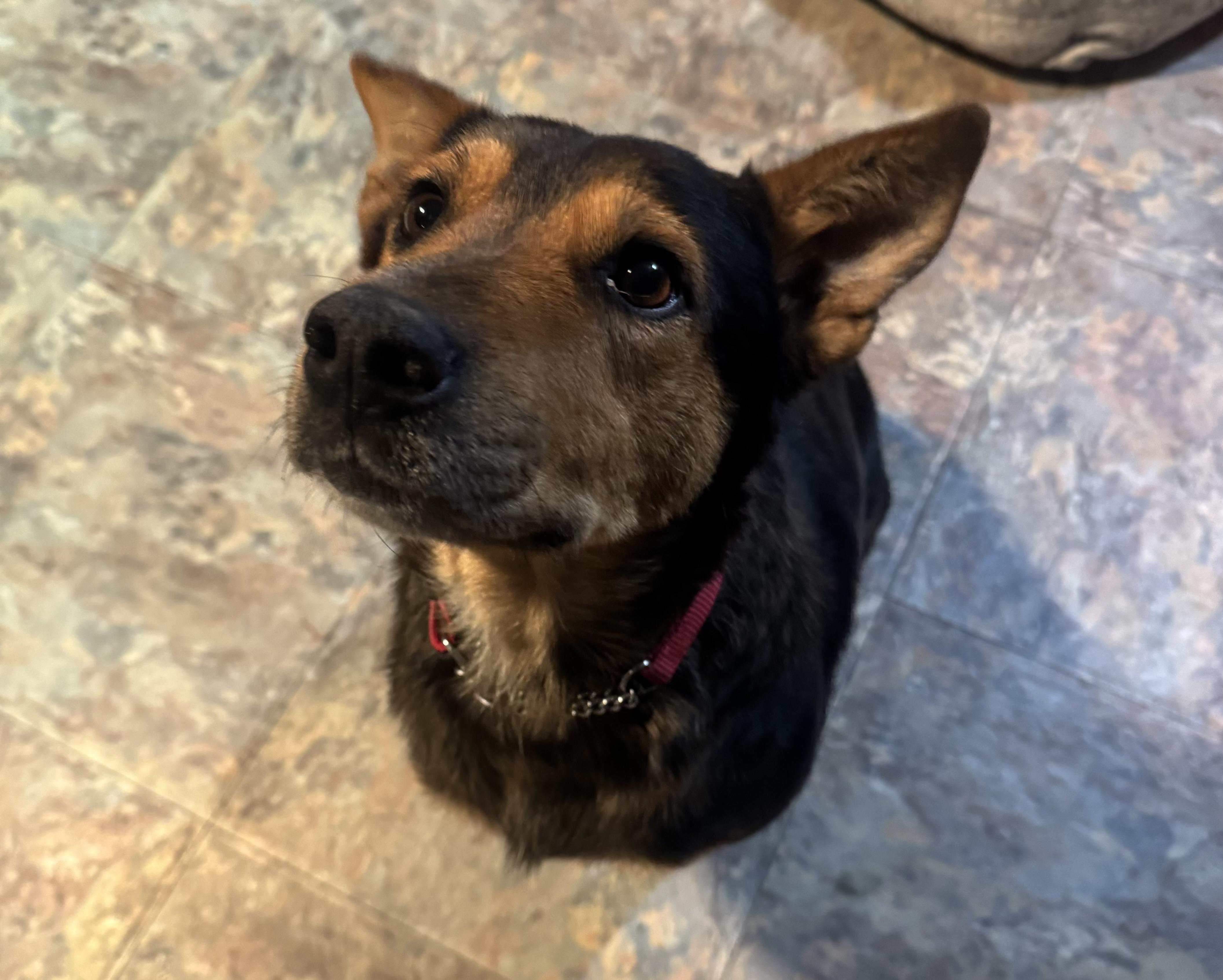 Enlarge Betty , a ADOPTABLE mixed breed in Denver, CO image 4/6